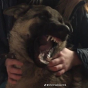 living-dead-dog avatar