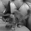 living-life-on-the-loose avatar