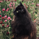 living-my-wonderland-life avatar