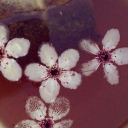 livingdeadgirl54 avatar