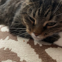 livingin-oblivion avatar