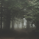 livinginpictures avatar