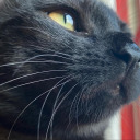 livingisachore avatar