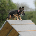 livinglifedoggie avatar