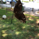 livingonwithlife avatar