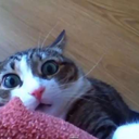 livro-de-sonhos avatar