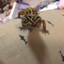 livslizardblog avatar