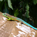 lizard-time-blog avatar