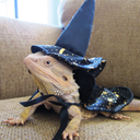 lizard-wizard-in-a-blizzard avatar