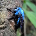 lizardbumblebee avatar