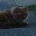 lizardinatrench avatar