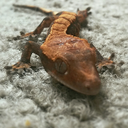 lizardsandthelike avatar