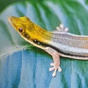 lizardverbiage avatar