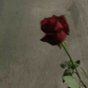 lizziehernandez avatar