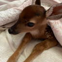 lizzygranted777sblog avatar