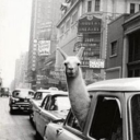 llama-in-a-car avatar