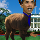 llama-obama avatar