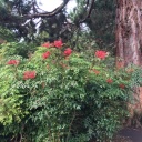 llama-sandwich avatar