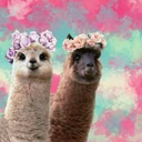 llamacornwithadandelion avatar