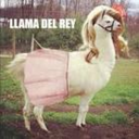 llamadelbae avatar
