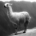 llamaonaboat avatar