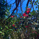 llinnea999-blog avatar