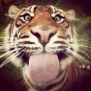 llooopie avatar