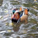 llunara-seloth avatar