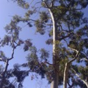 lluvia-de-medianoche avatar