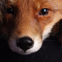 llwynogsworld avatar