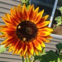 loaf--of--toast avatar