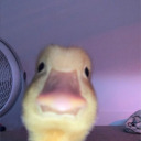 loak-sully-simp avatar