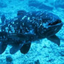 lobefinnedfishes avatar