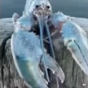 lobster-counter avatar