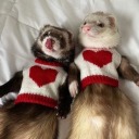 lobster-lesbian avatar