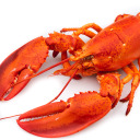 lobstercounter avatar