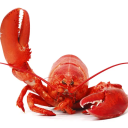 lobsterenthusiastt avatar