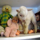 lobsterlobotomy avatar