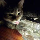 local-crow0vo avatar