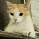 local-lawyer-cat avatar