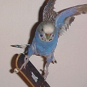 localbirdperson avatar