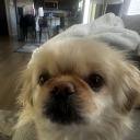 localdoggyfan avatar