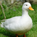 localquackhead avatar