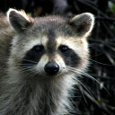 localraccoonofficial avatar