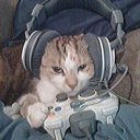 localtrashraccoon avatar