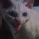 locked-up-in-fright avatar