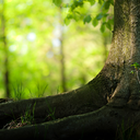 locusomnisrebus avatar