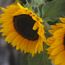 loesappelmoes avatar