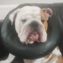 loganchatsshit avatar