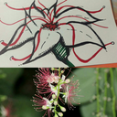 logicdeprived avatar